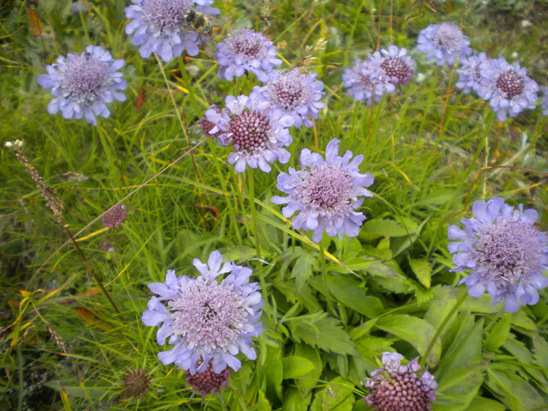 Scabiosa columbaria / Vedovina selvatica