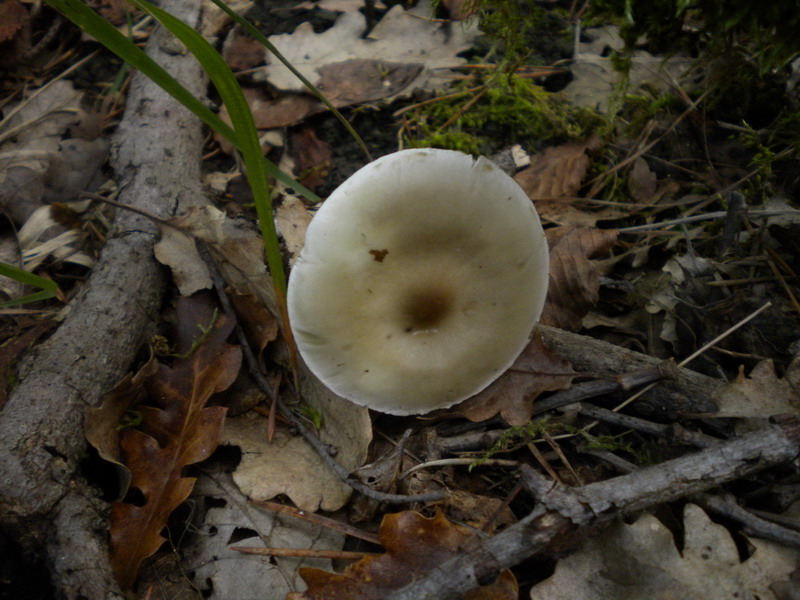 Fungo 5