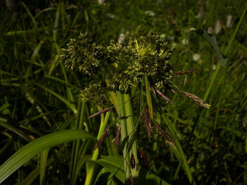 Da determinare 1 - Cyperacea