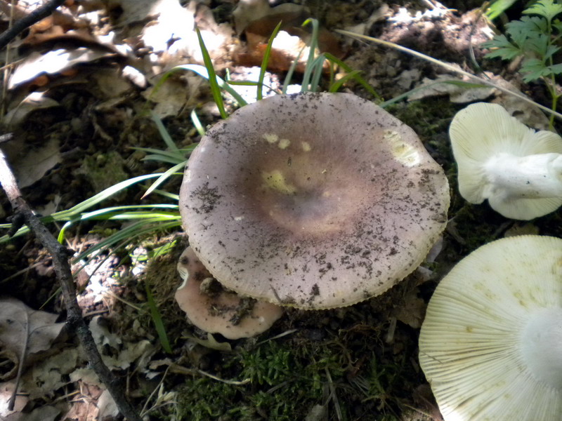 Russula 2