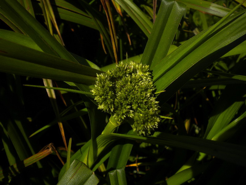 Da determinare 1 - Cyperacea