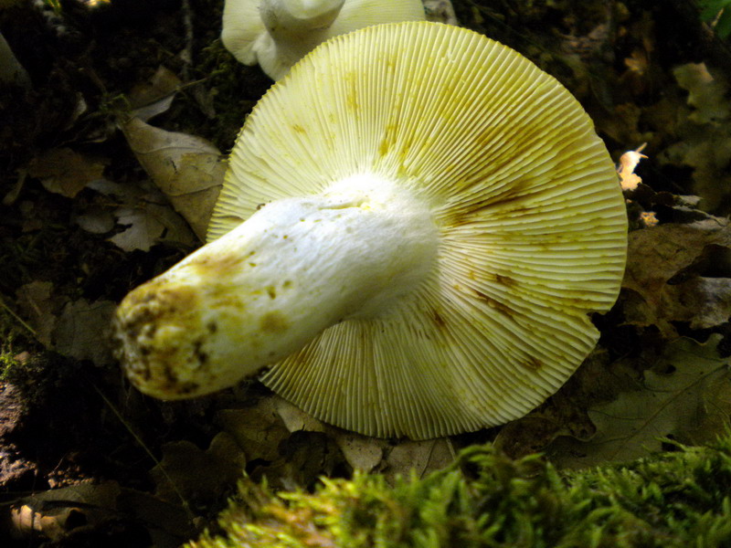 Russula 2