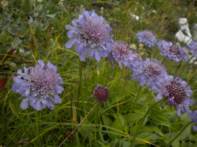 Scabiosa columbaria / Vedovina selvatica