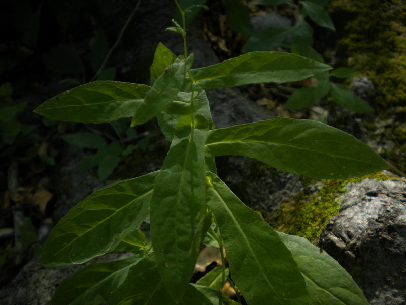 Prenanthes purpurea