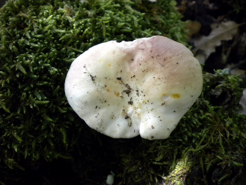 Russula 2