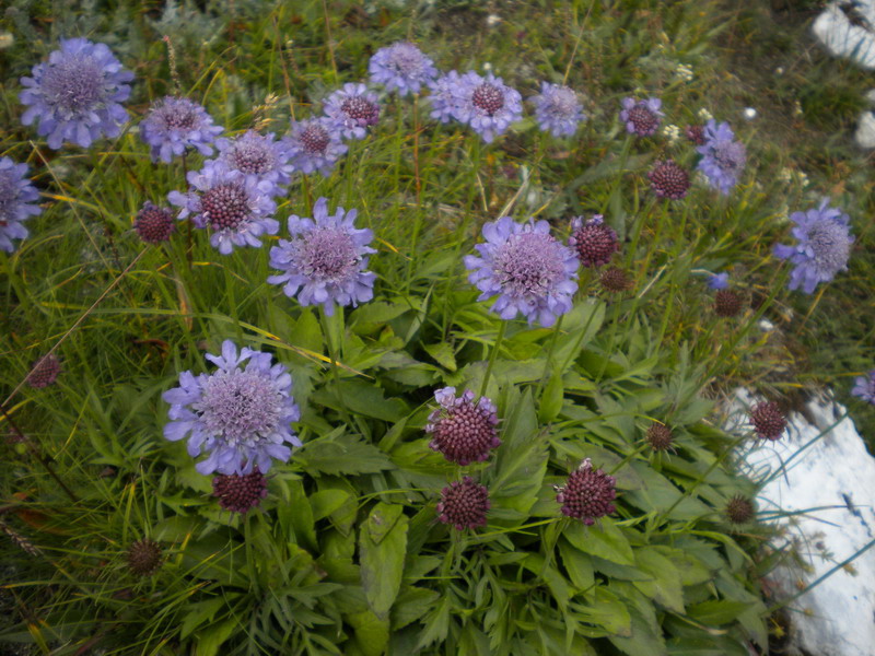Scabiosa columbaria / Vedovina selvatica
