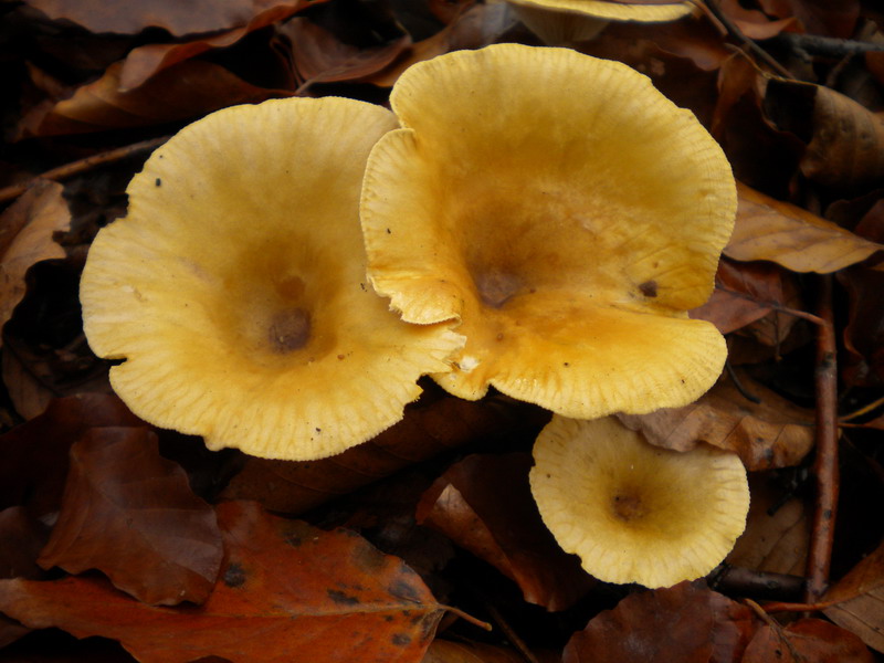 Clytocibe