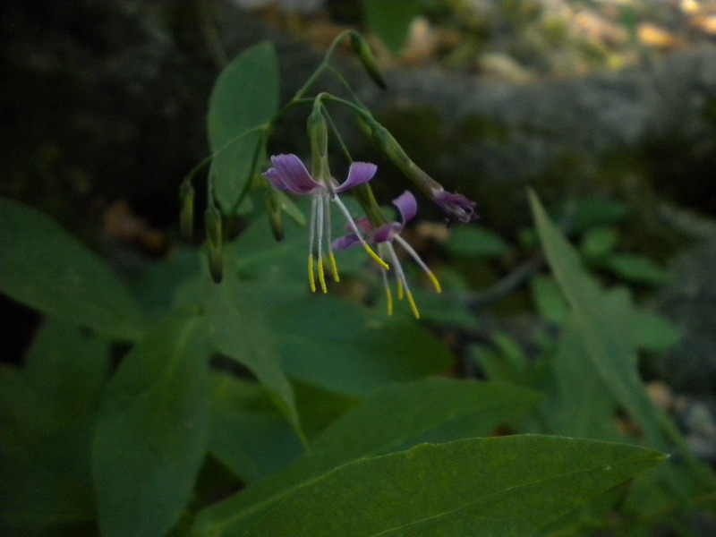 Prenanthes purpurea