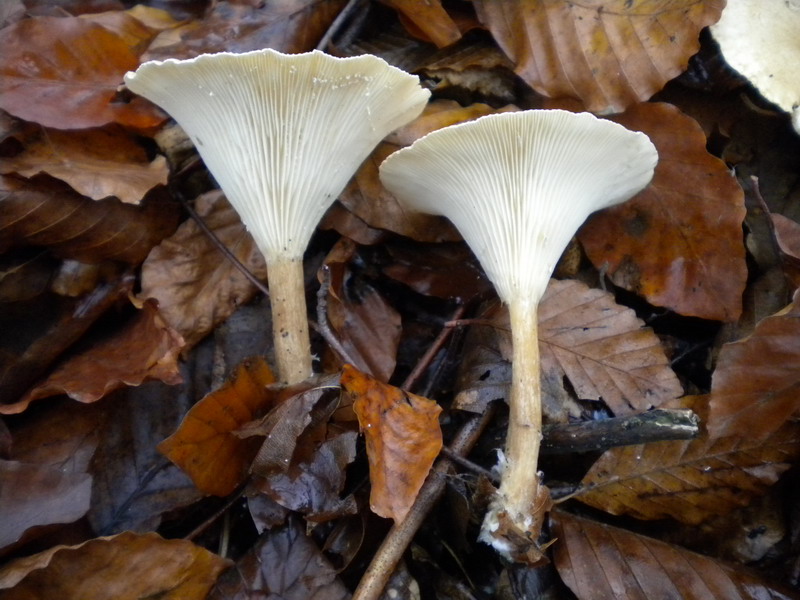Clytocibe