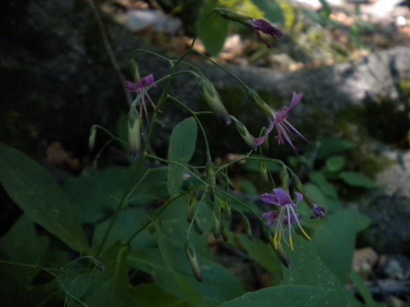 Prenanthes purpurea