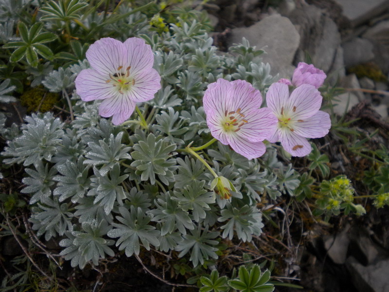 Geranium argenteum / Geranio argentino