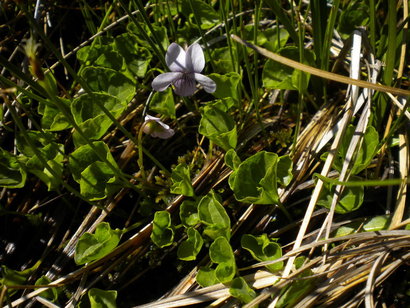 Viola palustris / Viola palustre
