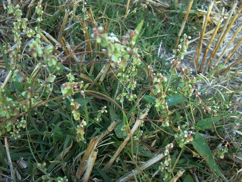 Fallopia convolvulus / Poligono convolvolo