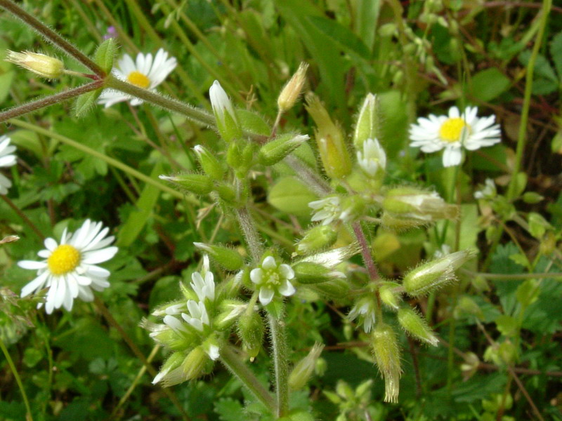 Cerastium glomeratum / Peverina dei campi