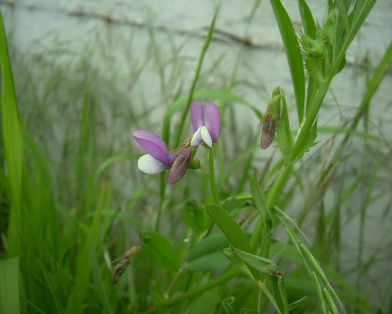 Vicia bithynica