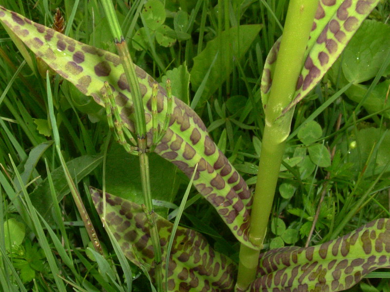 Dactylorhiza fuchsii