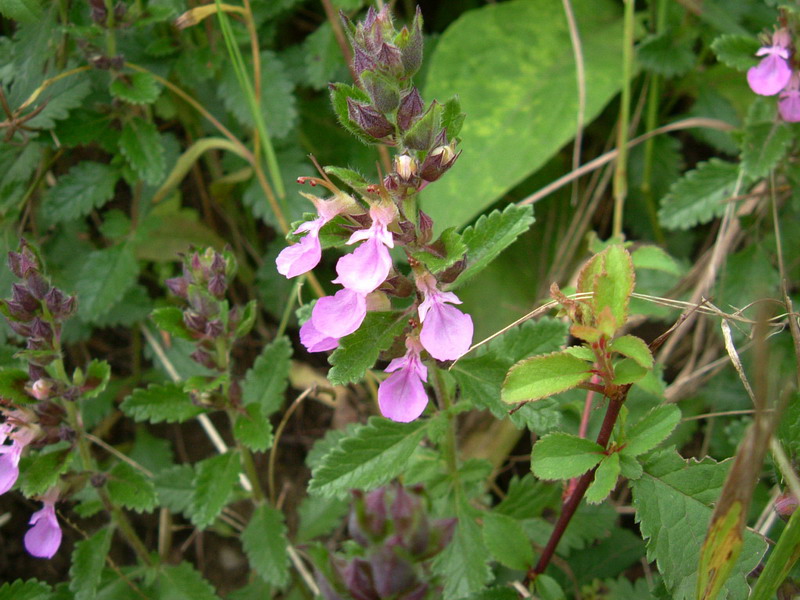 Teucrium chamaedrys / Camedrio comune
