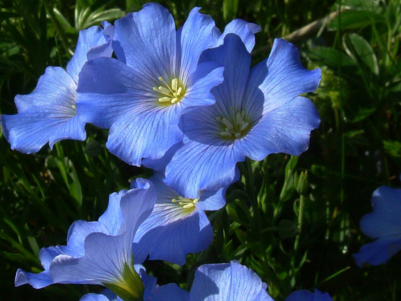 Linum alpinum / Lino celeste