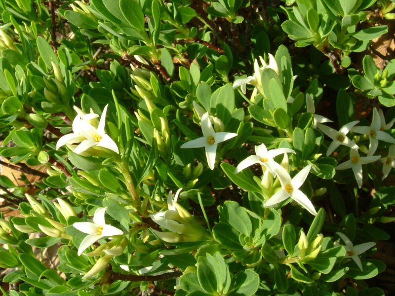 Daphne oleoides / Dafne spatolata