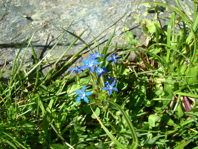 Gentiana nivalis