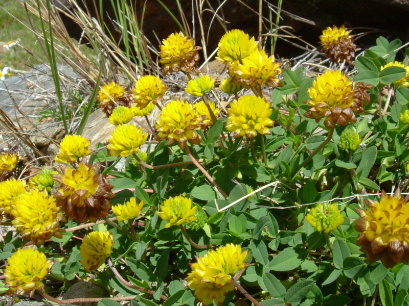 Trifolium badium / Trifoglio bruno