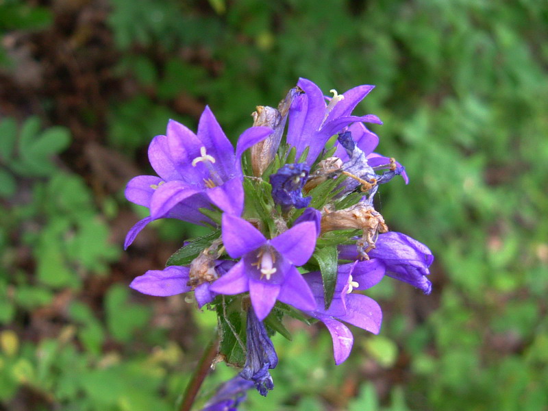 Campanula glomerata / Campanula agglomerata