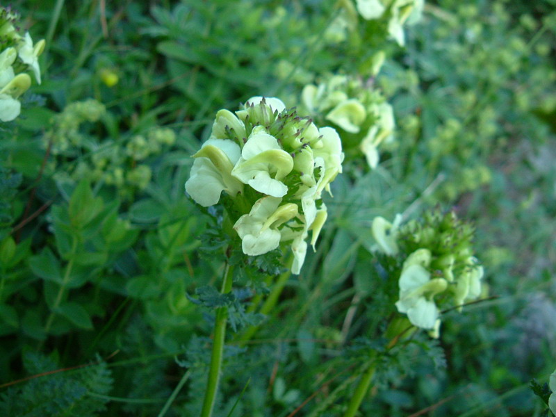 Ex parco del gigante2 - Pedicularis sp.