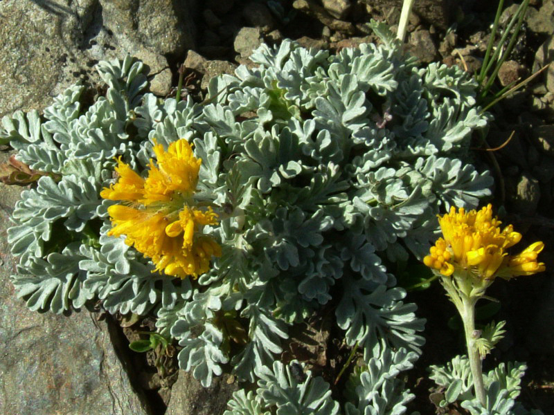 Jacobaea incana (=Senecio incanus)