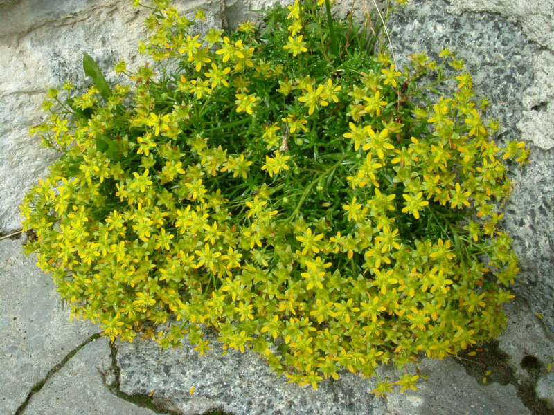 Saxifraga aizoides / Sassifraga gialla