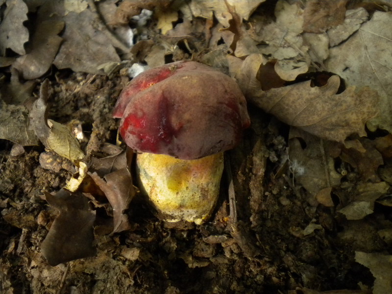 B.dupainii