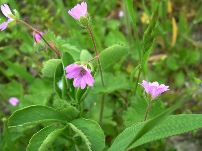 Geranium molle