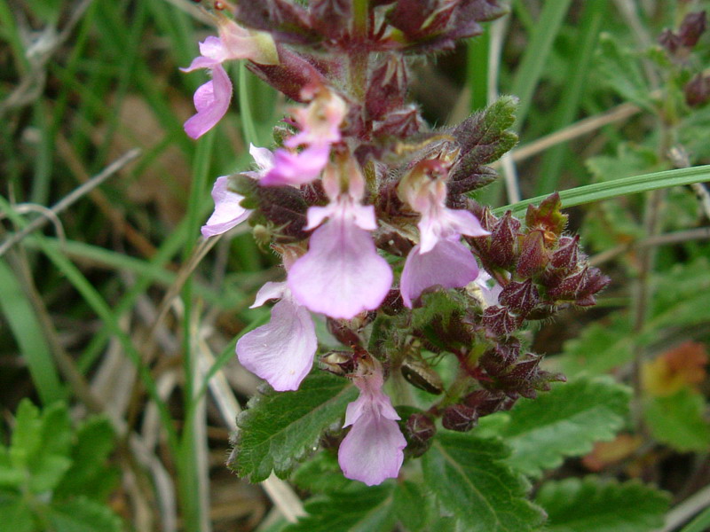 Colline di Canossa 2 - Teucrium chamaedrys