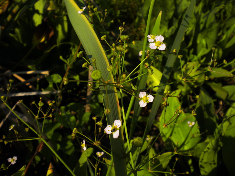 Alisma plantago-aquatica / Mestolaccia