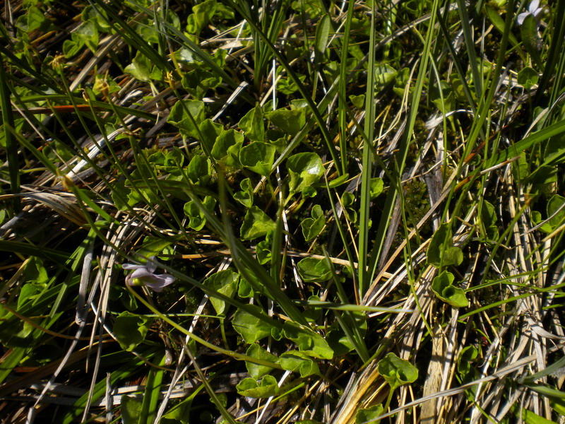 Viola palustris / Viola palustre