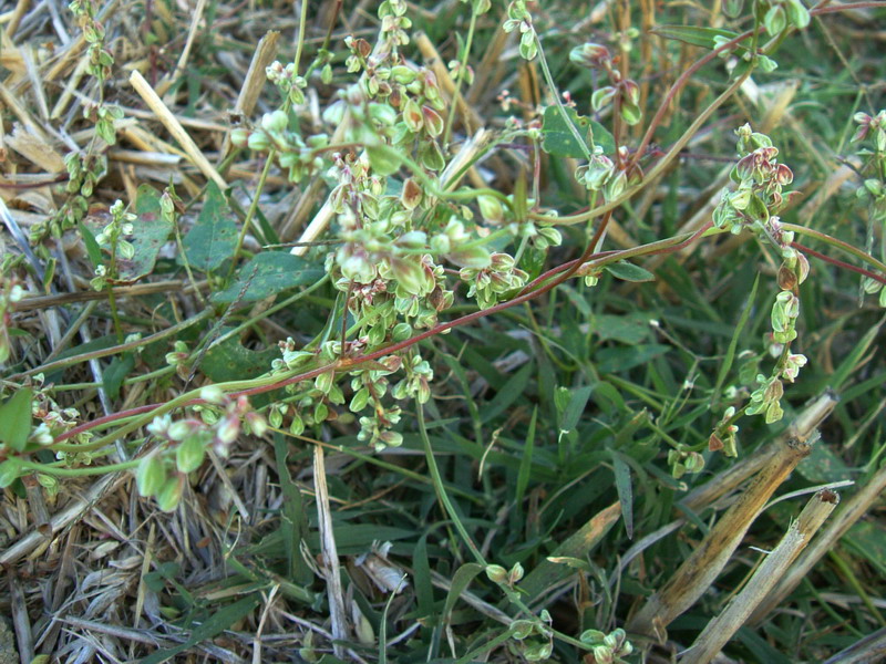 Fallopia convolvulus / Poligono convolvolo