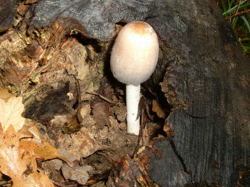 Coprinus sp.