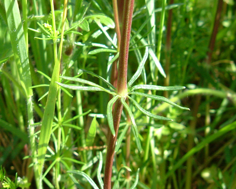 Giallo e appiccicoso - Galium verum