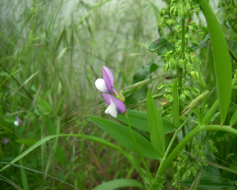 Vicia bithynica