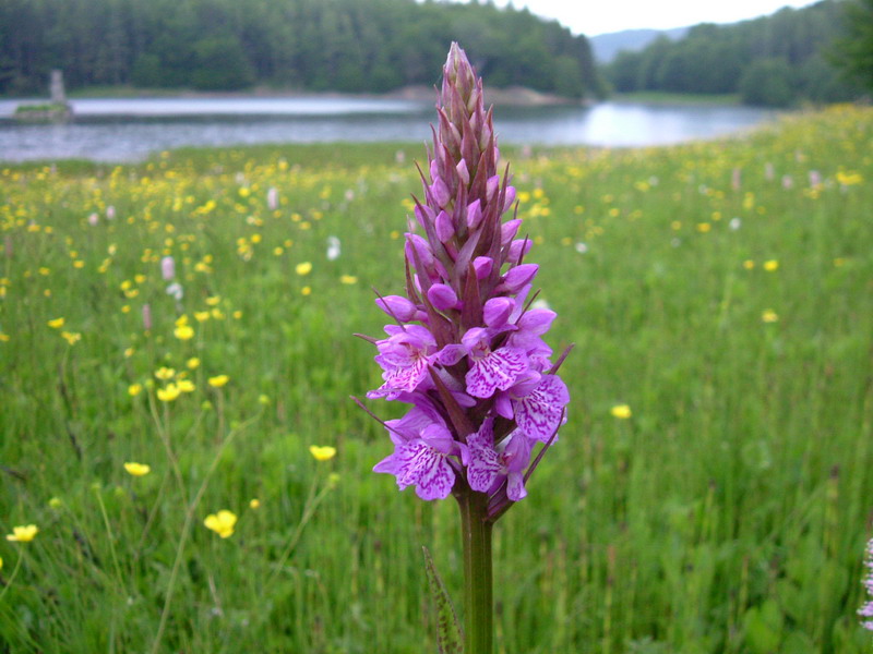 Dactylorhiza fuchsii