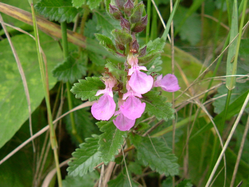 Teucrium chamaedrys / Camedrio comune