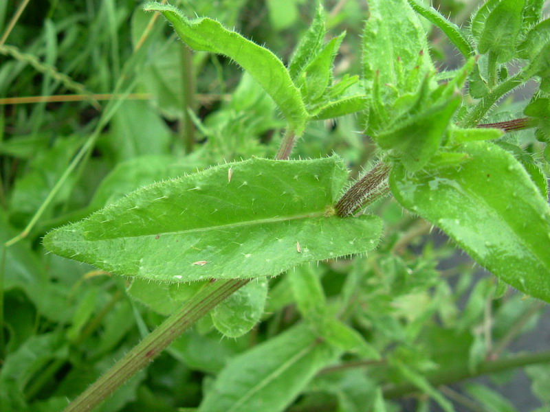 Negli incoltivi 2 helminthotheca echioides