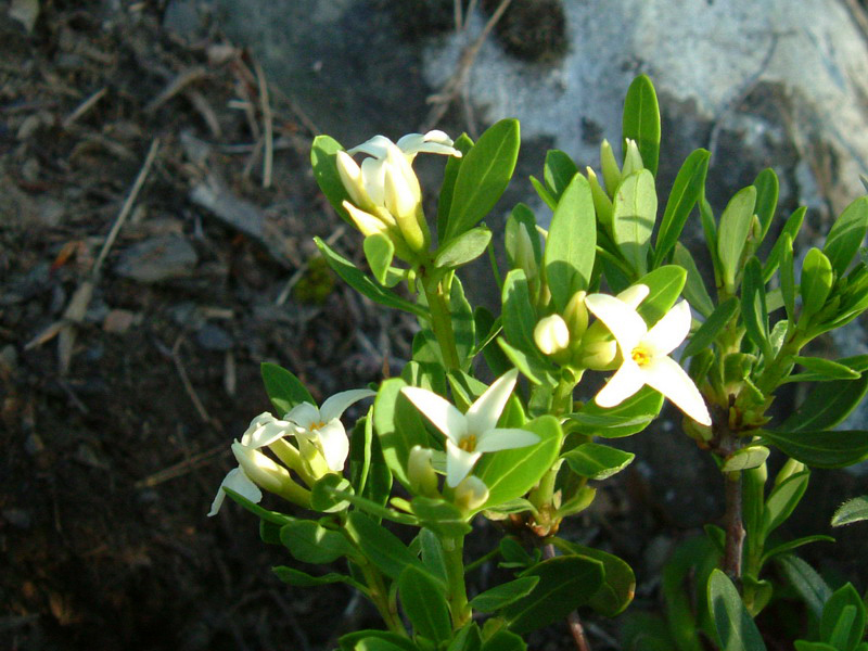 Daphne oleoides / Dafne spatolata