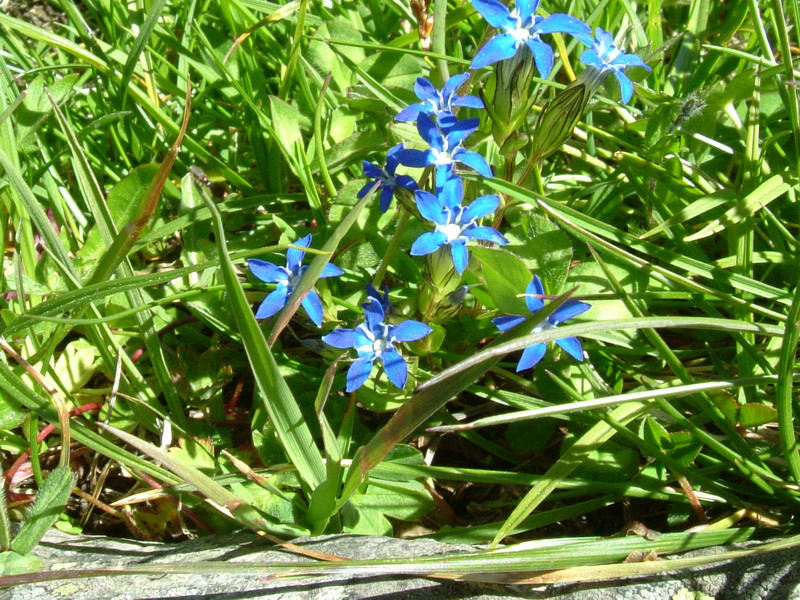 Gentiana nivalis