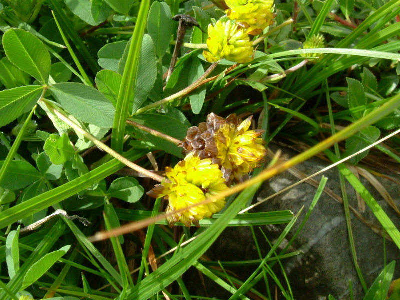 Trifolium badium / Trifoglio bruno