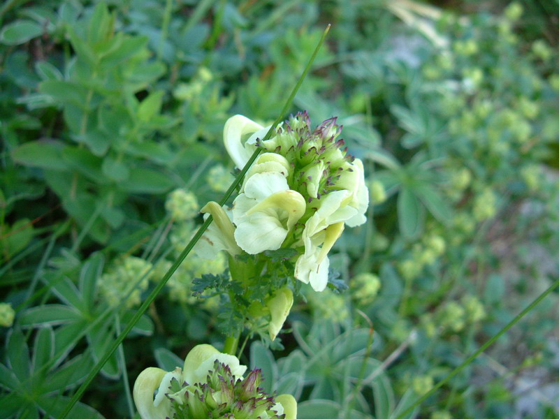 Ex parco del gigante2 - Pedicularis sp.