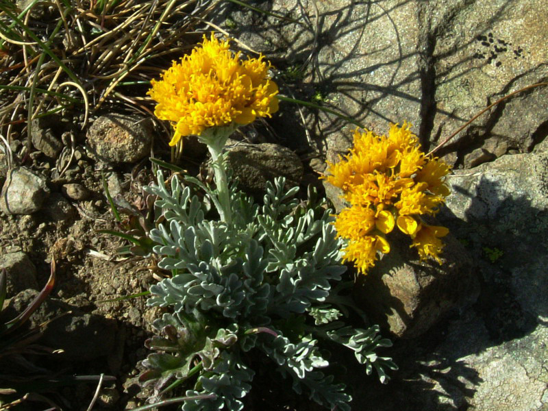 Jacobaea incana (=Senecio incanus)