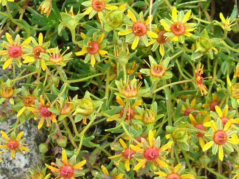 Saxifraga aizoides / Sassifraga gialla