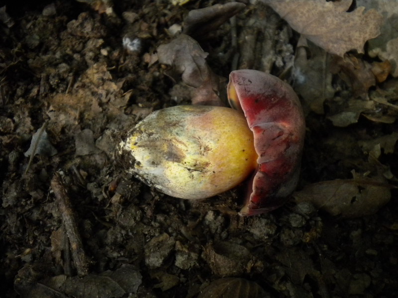 B.dupainii