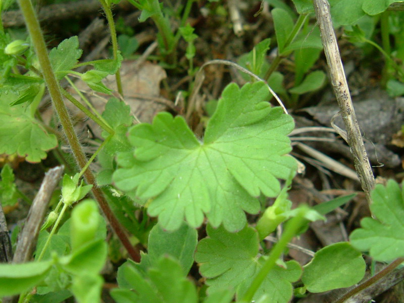 Geranium molle