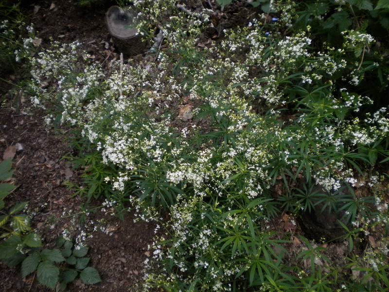 Rubiacea - Galium sp.